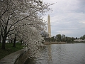 IMG_3678 Cherry blossoms, Washington Monument